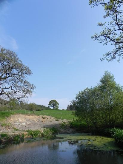 Nature Pond on Llanidloes Caravan Park